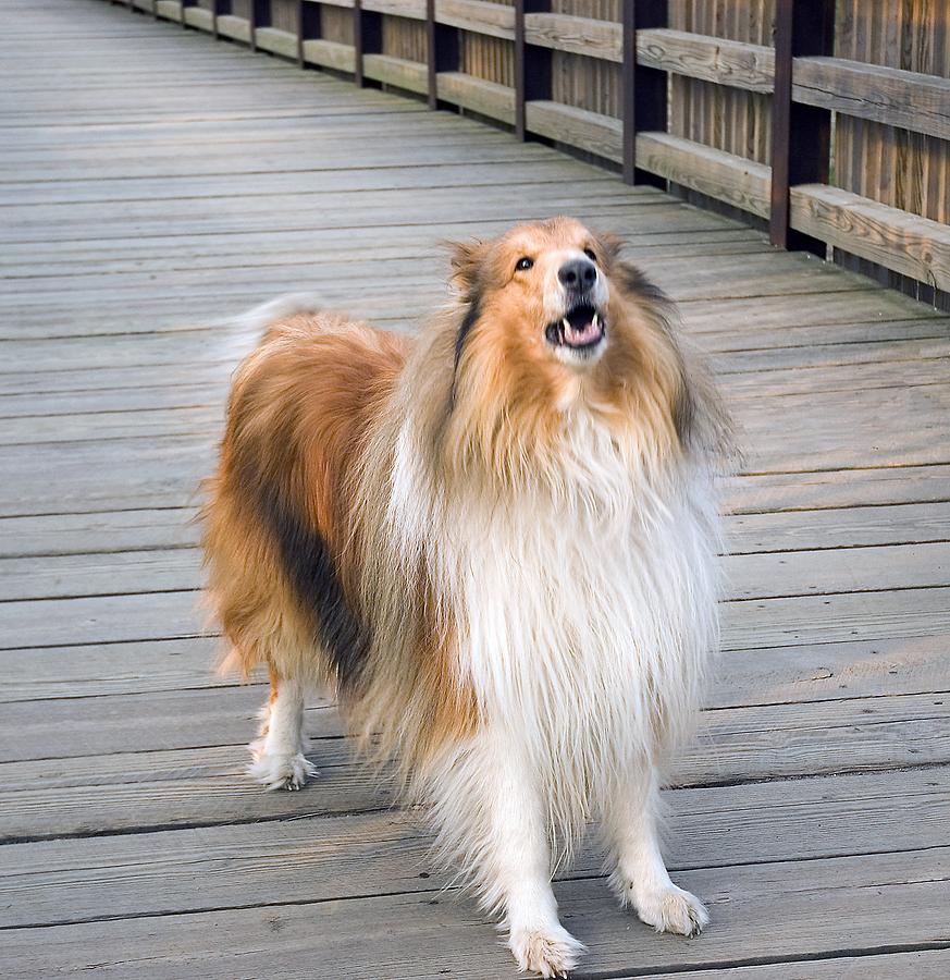 Lassie  Timmy   on Collie Dog Lassie